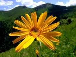 arnica montana flower