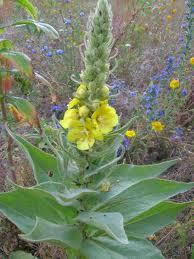 verbascum spike with flowers