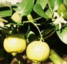 bergamot fruit on tree