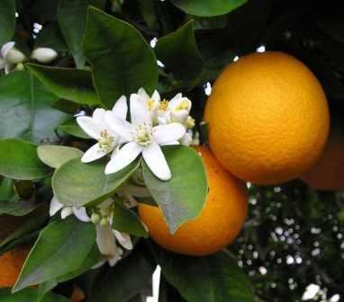 orange fruit & flowers on tree
