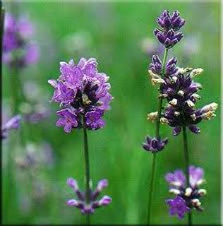 lavender flowers