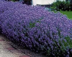 lavender flowers animal self heal