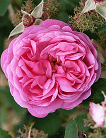 rosa centifolia flower