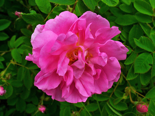rosa damascena flower