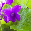 violet leaf and flower