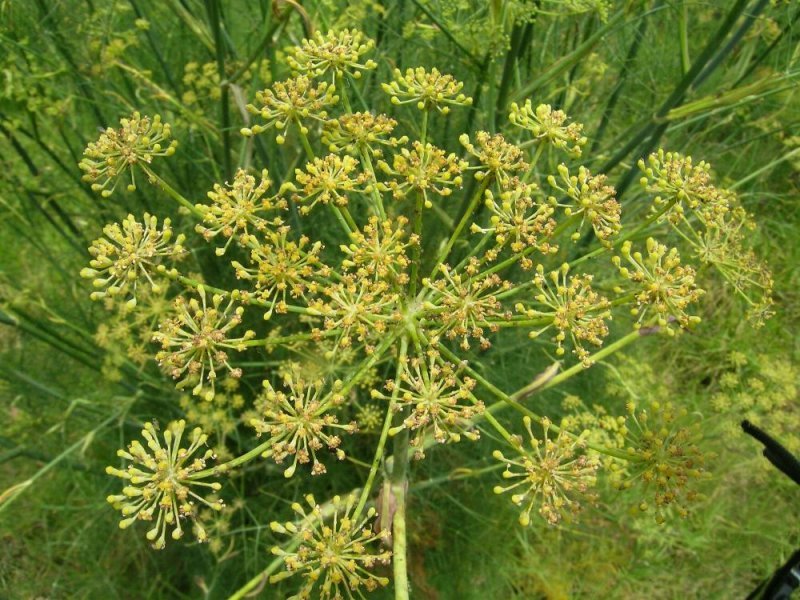 sweet fennel seeds on plant