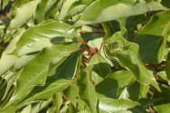 ravensara aromatica leaves
