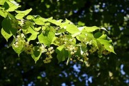 leaves and flowers of lime (linden) tree
