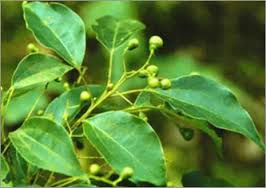 leaves and fruit of cinnamonum camphora tree