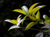 leaves of tea tree